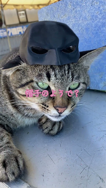 https://vt.tiktok.com/ZSSdaqVbx/ Playing with bat cat lol #cat #I love cats #cat