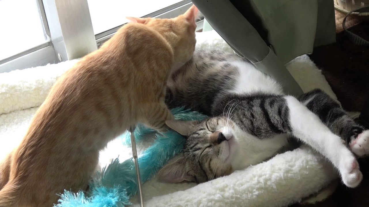 妹にちゅぱちゅぱ吸われる兄猫がかわいい