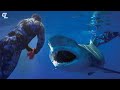 Cageless Shark Diving off the Coast of Florida | Full Episode