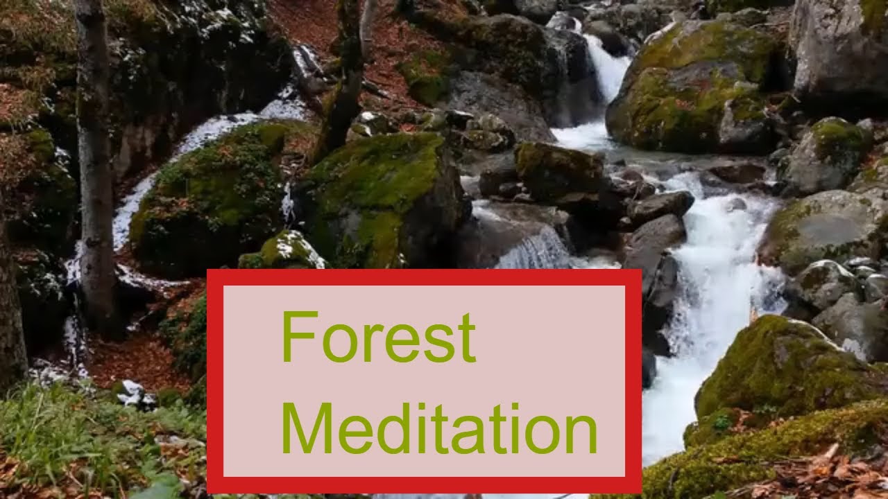 Forest Meditation Sound, Birds Chirping, Connect with Nature Mediation ...