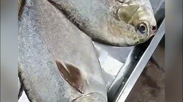 Cua biển cà mau cá chim trắng  hôm nay tươi ngon.