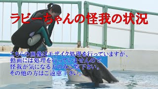 名称　ラビーちゃんの怪我の状況、(動画は処理されていませんので、怪我が気になる方のみご覧下さい。