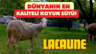 Lacaune  Irkı Koyunlar Hakkında Herşey | En Kaliteli Koyun Sütü #köyegöç #çiftlikhayatı #koyun