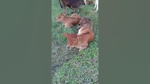 Sapi Lucu, Sapi Moo, Sapi Jumbo #shorts #viral #sapi #cow