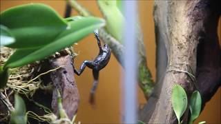 The Dangling Participle
