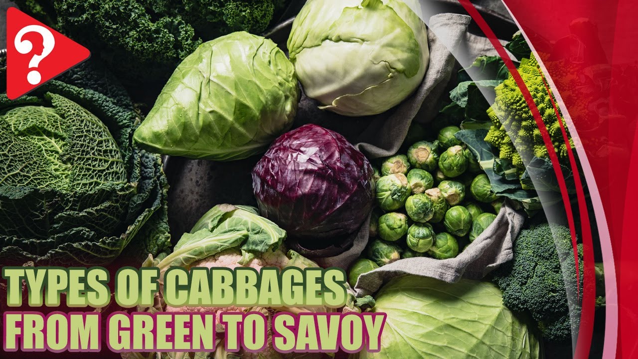 Types of Cabbages From Green to Savoy