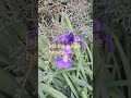 Flower moments Iris #flowers #nature #naturelovers