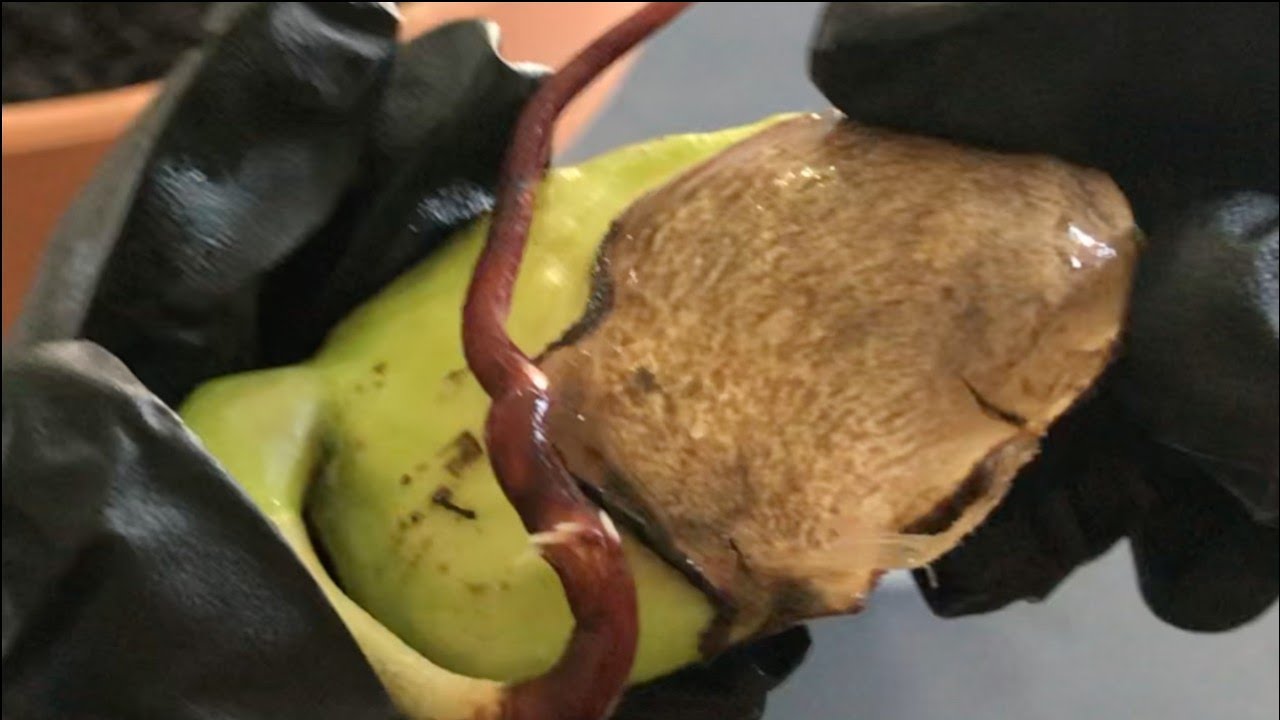 Full video! How to Grow a Mango Tree from Seed! Easy!