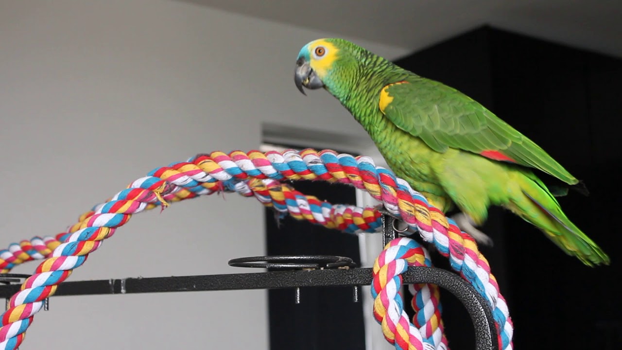 Mating season, humping blue fronted amazon parrot YouTube