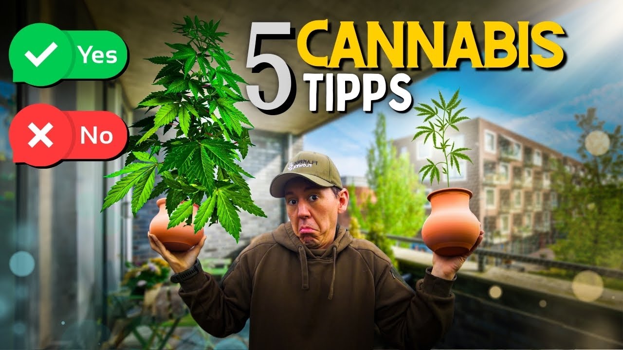 Teil 6: In voller Blüte | Vom Samen bis zu deinen ersten 50g | Eine Cannabis Grow Anleitung | 18+