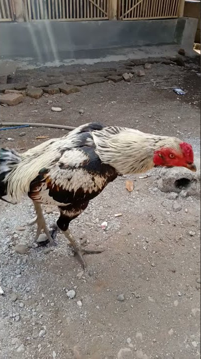 Alhamdulilah win perdana di air ke 3 jenis ayam magon