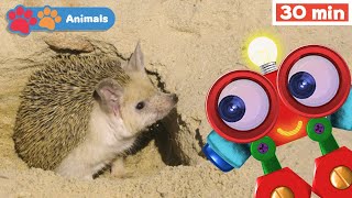 Learn Animals w Robi | Educational Early Learning Videos | Animals Names & Sounds | Hedgehog & More