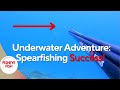 Spearfishing for sea bass epic struggle and landing a 25kg monster fish 