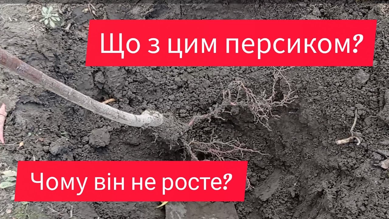 Чому персик три роки не ріс? Яка причина?