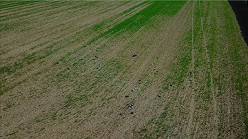 Pigeon shooting/hunting decoy patterns with Drone Pigeon cam!