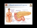 Лекция 18а. Большие пищеварительные железы. Pancreas и  Liver