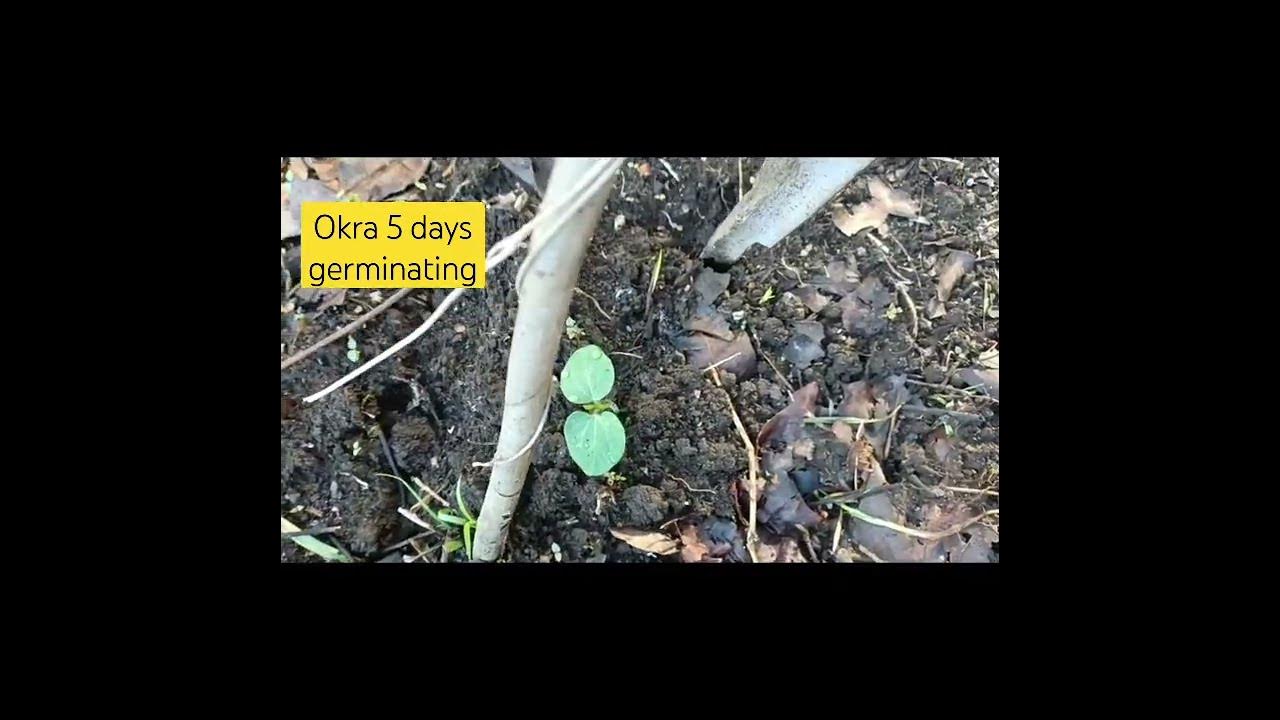 Okra 5 days germinating YouTube