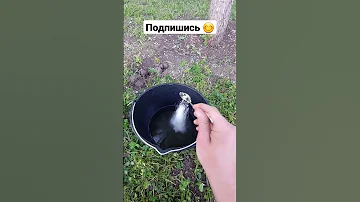 Чем подкормить гортензию?