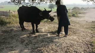 Village Veterinary Doctor buffalo fever Treatment