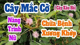 Cây Xấu Hổ ( Mắc Cỡ)_Nàng Trinh Nữ Chữa Bênh Xương Khớp