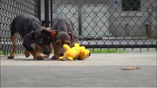 Lancaster SPCA over capacity after taking in some of the 170 rescued dogs from a Pa. home