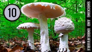 ТОП 10 - САМЫХ ЯДОВИТЫХ ГРИБОВ(Топ 10 самых ядовитых грибов. Нужно всегда помнить о том, что помимо радости грибы могут принести и горе...., 2015-01-13T19:02:51.000Z)
