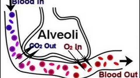 GCSE PE 1c Circulatory and Respiratory Systems