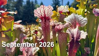 Carnivorous Plant Care for September 2026