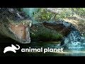 Cocodrilo de estuario: un gigante al acecho | Dinosaurios Modernos | Animal Planet