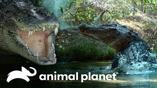 Cocodrilo de estuario: un gigante al acecho | Dinosaurios Modernos | Animal Planet
