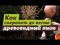 Укрытие древовидного пиона. Простые и надежные способы