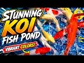 STUNNING KOI FISH POND