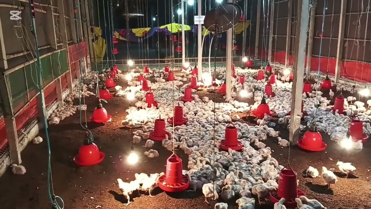 আমান রস 308 এর বাচ্চা, বয়স ১৫ দিন, এবং এই ১৫ দিনে যা কিছু করা হলো,