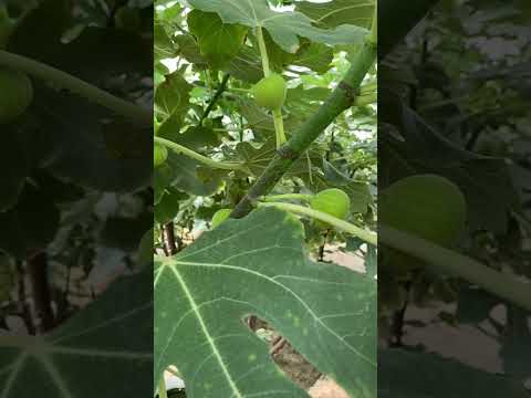 تين جاسم بالكويت نتواصل انتسغرام   او واتساب 94708968 تين