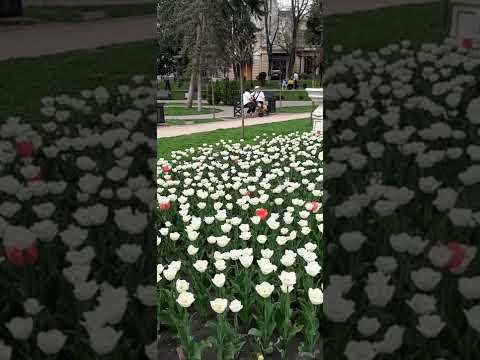 Красота весеннего парка Цветник. Цветение тюльпанов и магнолии