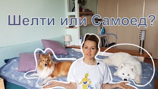 Шелти или самоед?