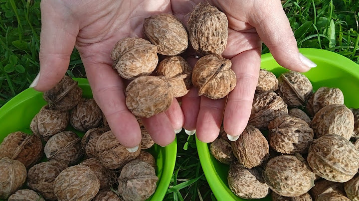 You won't believe it! Walnut doctor for all diseases! Few people know this!