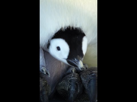 Penguin chicks need to socialize for their survival. It's also extremely cute. #SecretsOfThePenguins