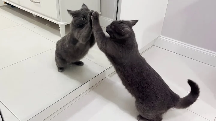 Video 2601171: russian blue cat, russianbluecats