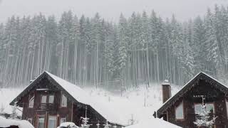 Sounds of wind snow in winter Mitel  - Звуки ветра снега зимой в лесу митель 2021