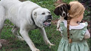Собака Алабай НАПАЛА на Девочку с щенком