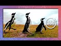 March of the Magellanic Penguins | Wildlife in 360 VR
