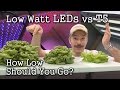 Low Watt LEDs vs T5 Grow Lights: Seed Starting / Lettuce Test