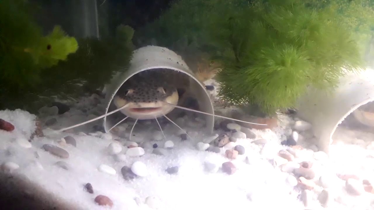 Ikan RTC imut-imut.... 