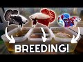 Breeding MORE Bettas in TUBS for Profit!
