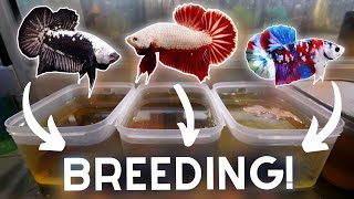 Breeding MORE Bettas in TUBS for Profit!