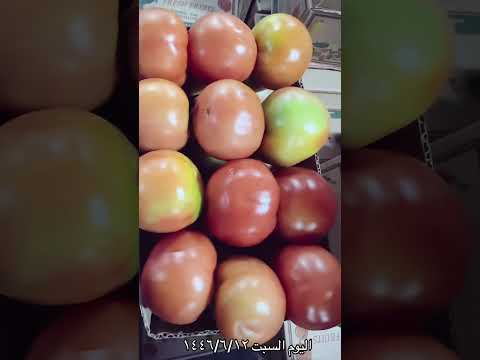 طماطم كرتون صغير ٤ كيلو السعر ٢٤ ريال