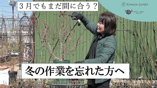 【バラの栽培】3月でもまだ間に合う？冬のバラ作業を忘れた方へ