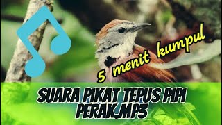 Suara pikat burung tepus pipi perak.mp3