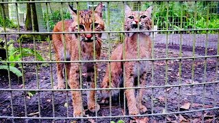 Trying to OUTRUN the RAIN!!  Feeding Exotic Cats